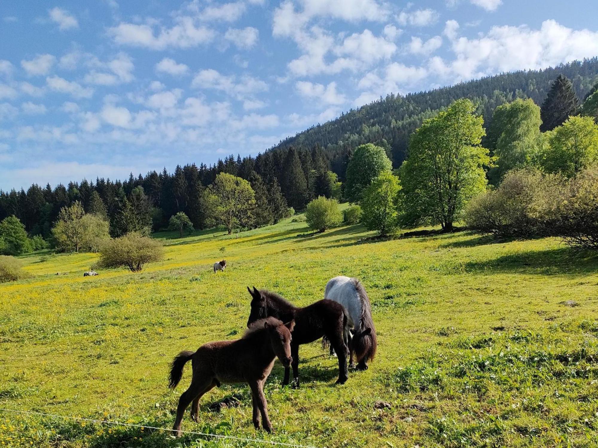 Vacation Home Am Hermannsberg, Oberschoenau Oberschonau Bagian luar foto